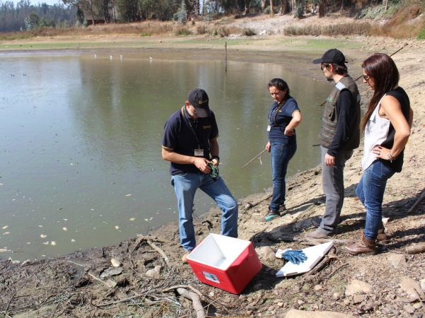 Municipio de San Antonio realiza visita inspectiva al Tranque de San Juan por mortandad de peces