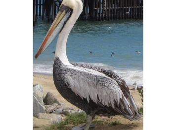 Emergencia &quot;Pelicano en al costa central&quot;    