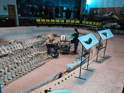 Museo de Historia Natural e Histórico de San Antonio trabaja en la recuperación de sus espacios y prepara su reapertura   