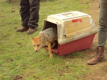 Liberados dos zorros en Las Palmas por el centro de Rescate de Fauna de San Antonio