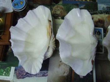 Decomiso de moluscos tropicales protegidos son entregados al Museo por Fiscalia