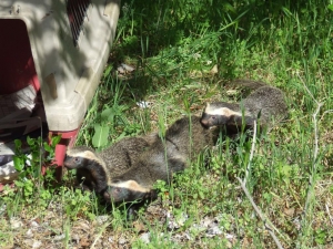 Liberados tres Ejemplares de Quiques por el Centro de Rescate de Fauna de San Antonio