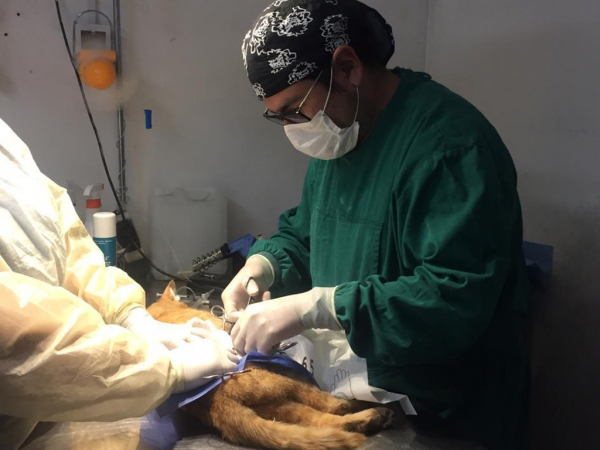 Centro de Mascotas Municipal de San Antonio está trabajando con turnos éticos