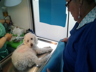 La cl&iacute;nica veterinaria m&oacute;vil hace cirug&iacute;as a regalones