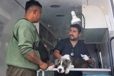 Subdere aprueba proyecto de esterilización gratuita en San Antonio